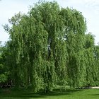 Tree conservation works including removal of willow tree